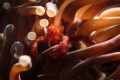   Orangutan crab  